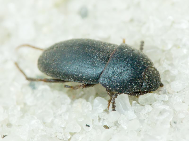 Crypticus quisquilius (Linnaeus, 1761)